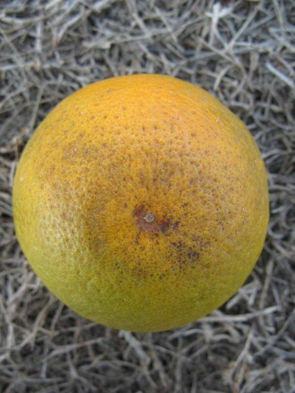              Fruit (Winter Haven, FL)       